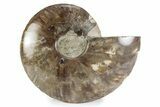 Cut & Polished Ammonite Fossil (Half) - Madagascar #362392-1